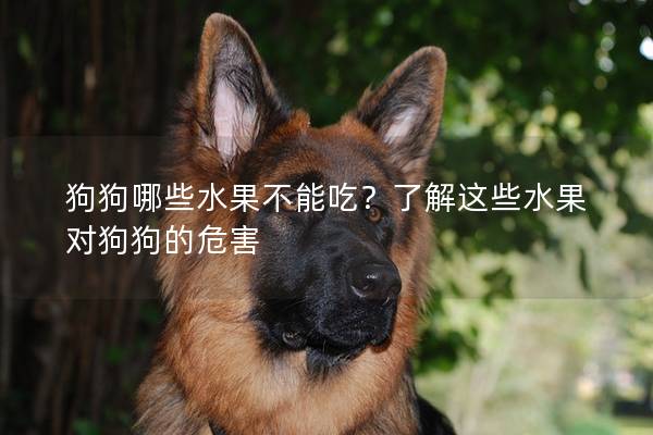 狗狗哪些水果不能吃？了解這些水果對狗狗的危害