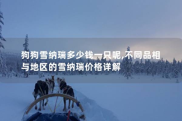 狗狗雪納瑞多少錢一只呢,不同品相與地區的雪納瑞價格詳解 狗狗雪納瑞多少錢一只呢,不同品相與地區的雪納瑞價格詳解