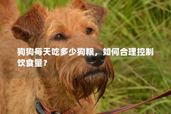 狗狗每天吃多少狗糧，如何合理控制飲食量？
