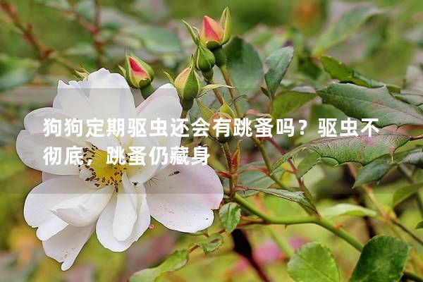 狗狗定期驅蟲還會有跳蚤嗎?驅蟲不徹底,跳蚤仍藏身 狗狗定期驅蟲還會有跳蚤嗎?驅蟲不徹底,跳蚤仍藏身