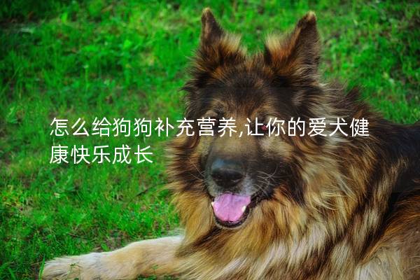 怎么給狗狗補充營養,讓你的愛犬健康快樂成長