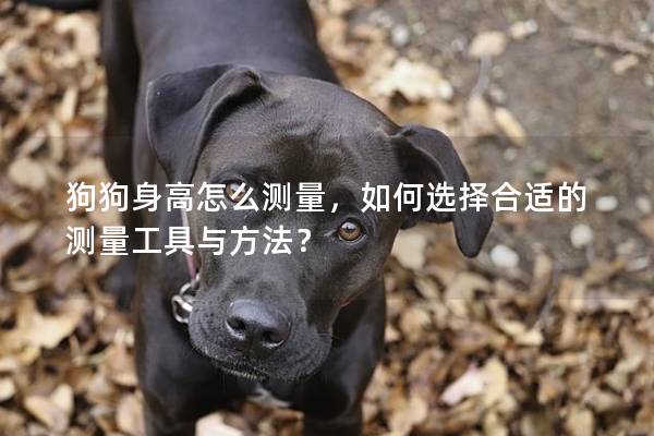 狗狗身高怎么測量，如何選擇合適的測量工具與方法？
