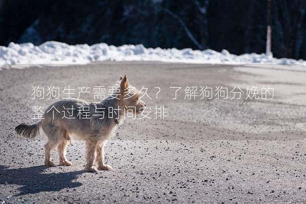 狗狗生產需要多久?了解狗狗分娩的整個過程與時間安排 狗狗生產需要多久?了解狗狗分娩的整個過程與時間安排