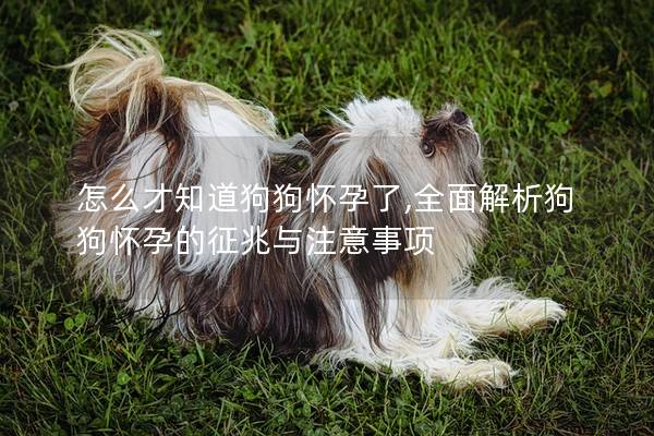 怎么才知道狗狗懷孕了,全面解析狗狗懷孕的征兆與注意事項