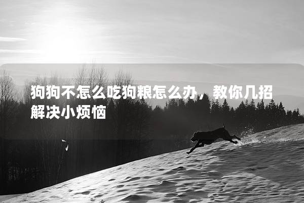 狗狗不怎么吃狗糧怎么辦，教你幾招解決小煩惱