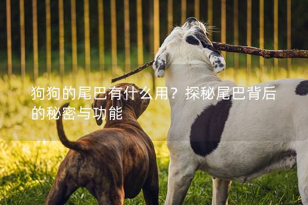 狗狗的尾巴有什么用？探秘尾巴背后的秘密與功能