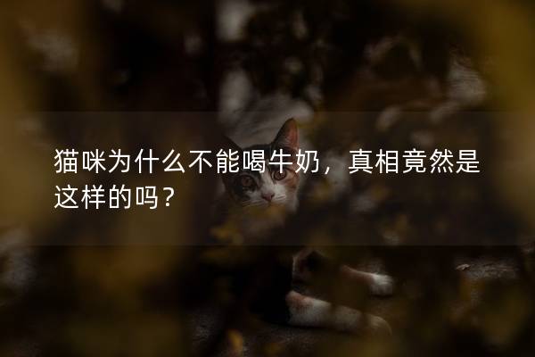 貓咪為什么不能喝牛奶，真相竟然是這樣的嗎？