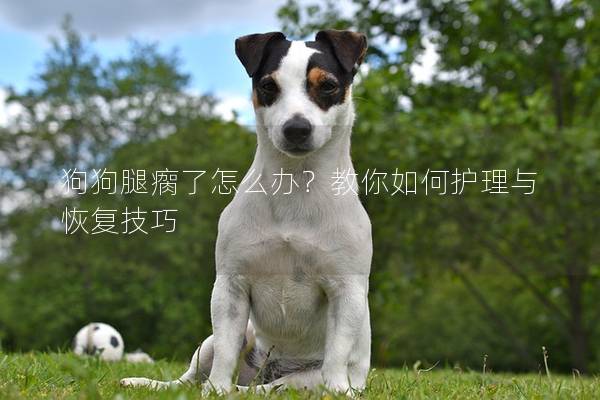 狗狗腿瘸了怎么辦？教你如何護理與恢復技巧