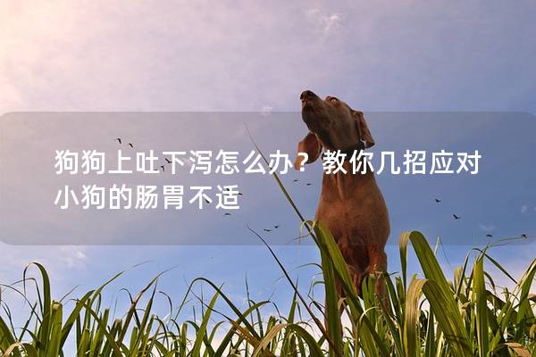 狗狗上吐下瀉怎么辦？教你幾招應(yīng)對小狗的腸胃不適