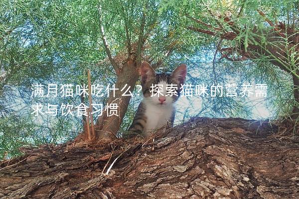 滿月貓咪吃什么？探索貓咪的營(yíng)養(yǎng)需求與飲食習(xí)慣