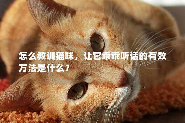 怎么教訓貓咪，讓它乖乖聽話的有效方法是什么？