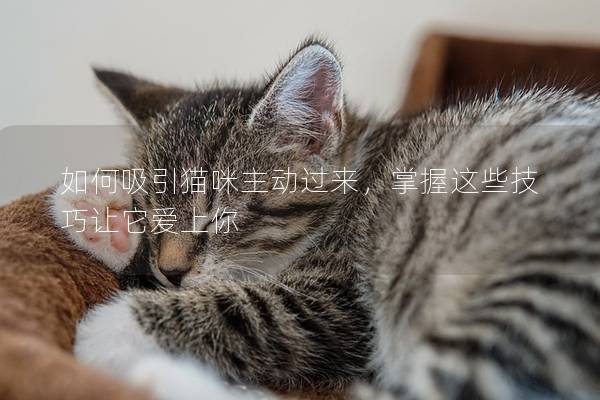 如何吸引貓咪主動(dòng)過來，掌握這些技巧讓它愛上你