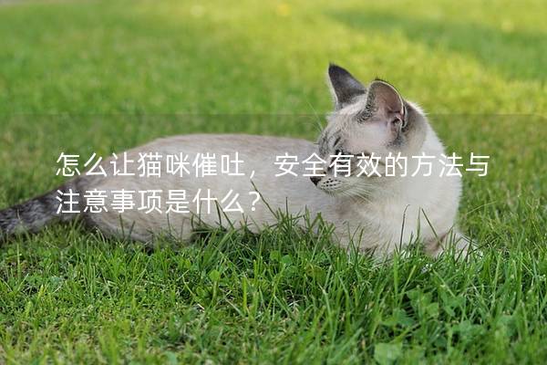怎么讓貓咪催吐，安全有效的方法與注意事項(xiàng)是什么？