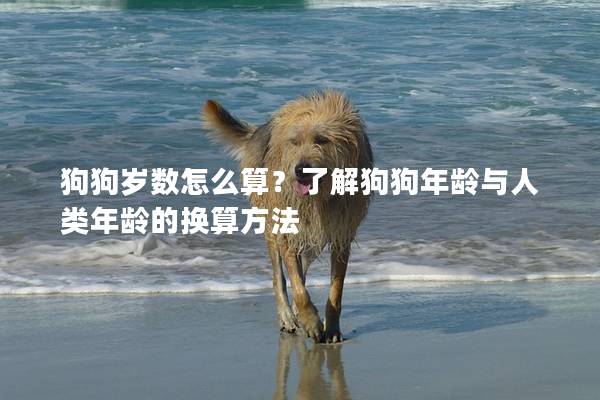 狗狗歲數怎么算？了解狗狗年齡與人類年齡的換算方法