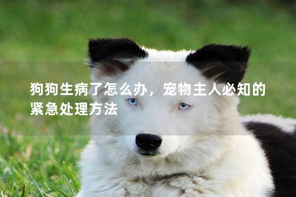 狗狗生病了怎么辦，寵物主人必知的緊急處理方法
