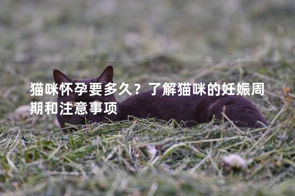 貓咪懷孕要多久？了解貓咪的妊娠周期和注意事項(xiàng)