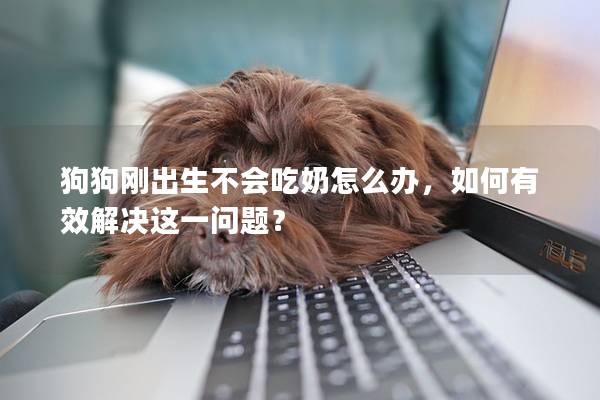 狗狗剛出生不會吃奶怎么辦，如何有效解決這一問題？