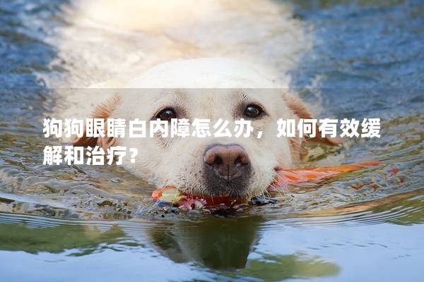狗狗眼睛白內障怎么辦，如何有效緩解和治療？