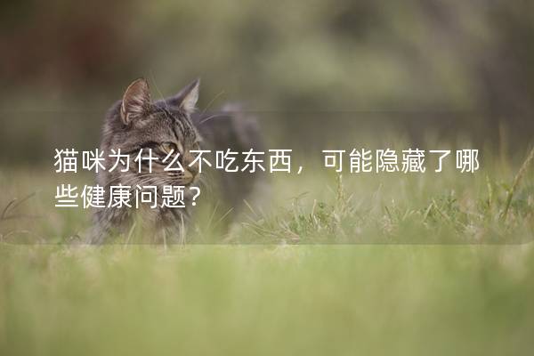 貓咪為什么不吃東西，可能隱藏了哪些健康問題？
