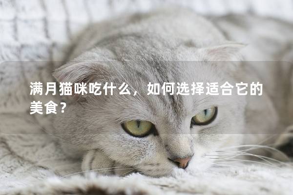 滿月貓咪吃什么,如何選擇適合它的美食? 滿月貓咪吃什么,如何選擇適合它的美食?
