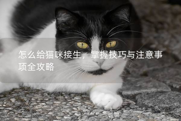 怎么給貓咪接生，掌握技巧與注意事項全攻略