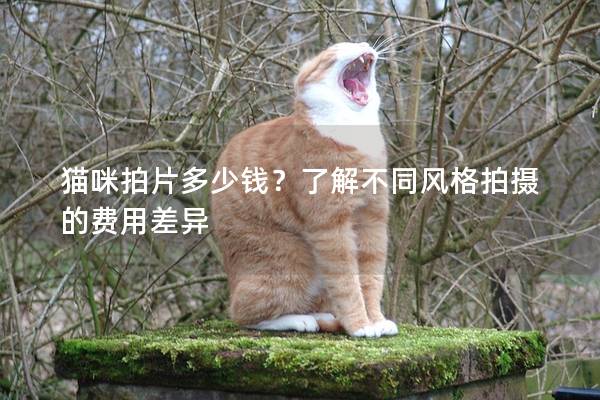 貓咪拍片多少錢(qián)?了解不同風(fēng)格拍攝的費(fèi)用差異 貓咪拍片多少錢(qián)?了解不同風(fēng)格拍攝的費(fèi)用差異