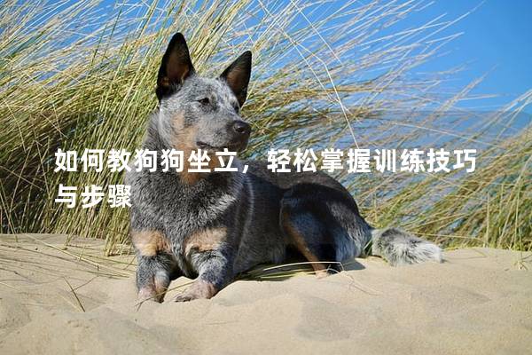 如何教狗狗坐立,輕松掌握訓(xùn)練技巧與步驟 如何教狗狗坐立,輕松掌握訓(xùn)練技巧與步驟