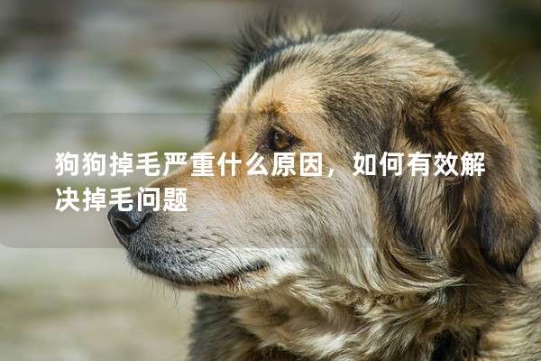 狗狗掉毛嚴重什么原因,如何有效解決掉毛問題 狗狗掉毛嚴重什么原因,如何有效解決掉毛問題