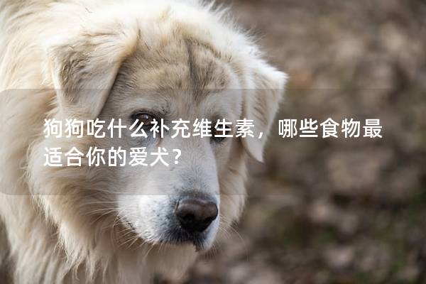狗狗吃什么補(bǔ)充維生素，哪些食物最適合你的愛犬？