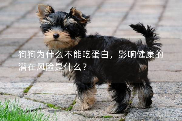 狗狗為什么不能吃蛋白，影響健康的潛在風(fēng)險是什么？