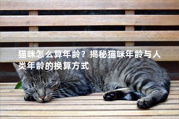貓咪怎么算年齡？揭秘貓咪年齡與人類年齡的換算方式