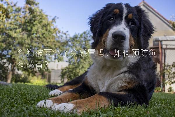 狗狗被雨淋了會感冒嗎，如何預防狗狗感冒？