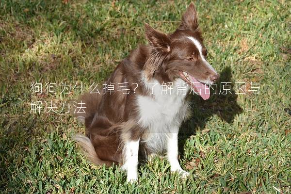 狗狗為什么掉毛？了解背后的原因與解決方法