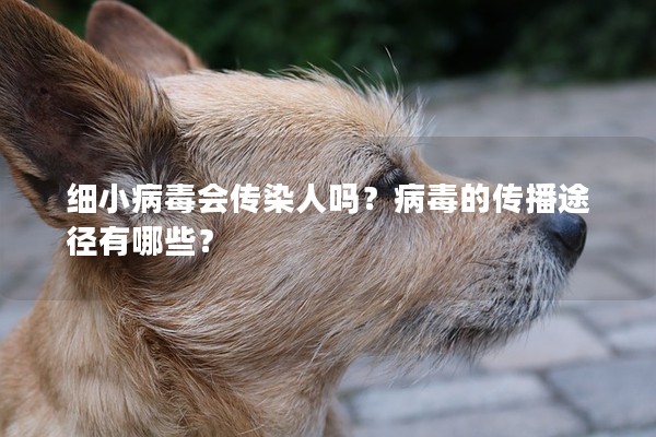 細(xì)小病毒會傳染人嗎?病毒的傳播途徑有哪些? 細(xì)小病毒會傳染人嗎?病毒的傳播途徑有哪些?