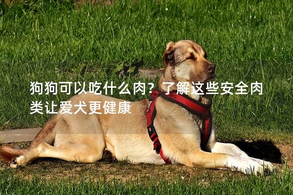狗狗可以吃什么肉？了解這些安全肉類讓愛犬更健康