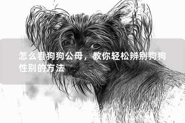 怎么看狗狗公母，教你輕松辨別狗狗性別的方法