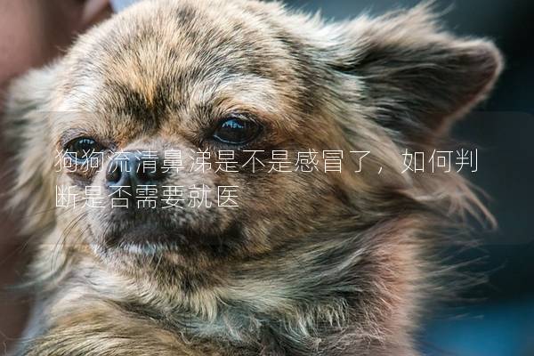 狗狗流清鼻涕是不是感冒了，如何判斷是否需要就醫