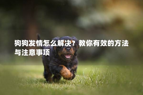狗狗發情怎么解決？教你有效的方法與注意事項