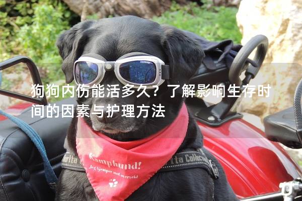 狗狗內傷能活多久？了解影響生存時間的因素與護理方法