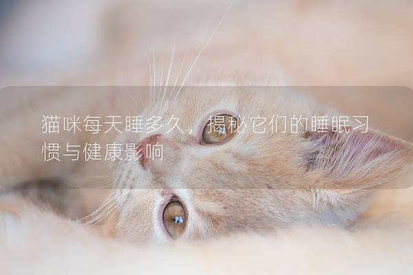 貓咪每天睡多久，揭秘它們的睡眠習慣與健康影響