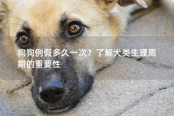 狗狗例假多久一次？了解犬類生理周期的重要性