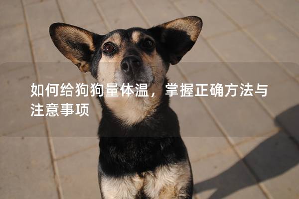 如何給狗狗量體溫,掌握正確方法與注意事項 如何給狗狗量體溫,掌握正確方法與注意事項