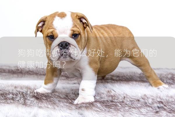 狗狗吃南瓜有什么好處，能為它們的健康加分嗎？