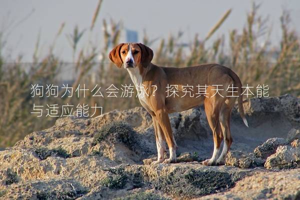 狗狗為什么會游泳？探究其天生本能與適應能力