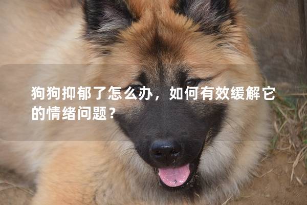 狗狗抑郁了怎么辦，如何有效緩解它的情緒問題？