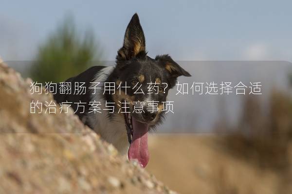 狗狗翻腸子用什么藥？如何選擇合適的治療方案與注意事項