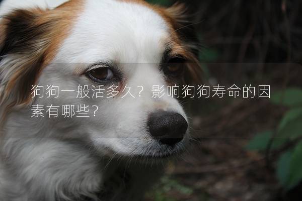 狗狗一般活多久？影響狗狗壽命的因素有哪些？