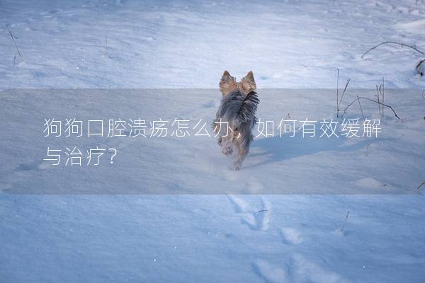 狗狗口腔潰瘍怎么辦,如何有效緩解與治療? 狗狗口腔潰瘍怎么辦,如何有效緩解與治療?