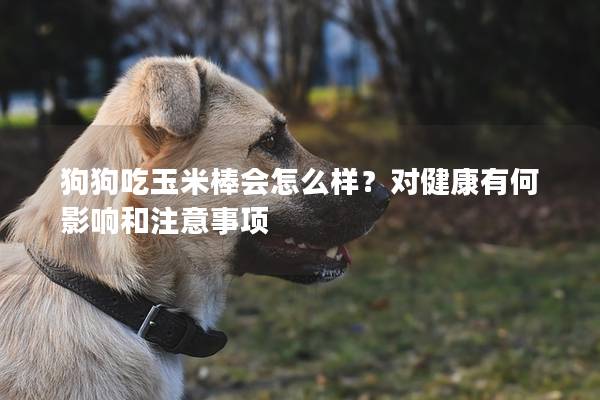 狗狗吃玉米棒會怎么樣？對健康有何影響和注意事項