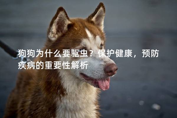 狗狗為什么要驅蟲？保護健康，預防疾病的重要性解析